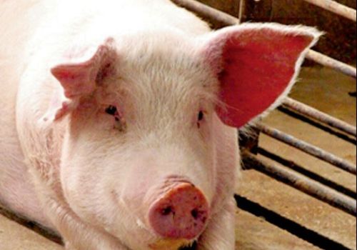 Hỗ trợ nái tơ lên giống