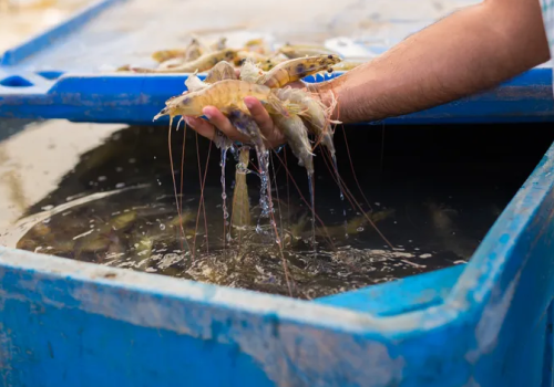 Ấn Độ: Tạm thời miễn thuế nhập khẩu đối với tôm bố mẹ và TATS