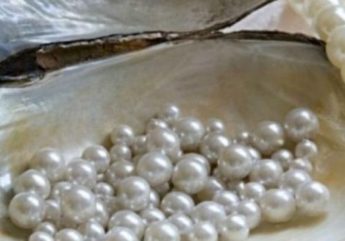 Nuôi trai cấy ngọc, chàng trai 9X thu hàng tỷ đồng mỗi năm