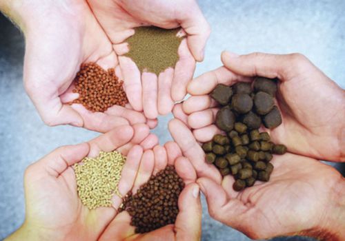 Ngăn chặn dịch bệnh bằng thức ăn