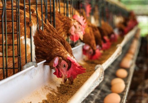 Tình hình chăn nuôi cả nước tháng 3/2022