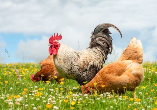 5 vấn đề nổi bật ngành gia cầm năm 2021