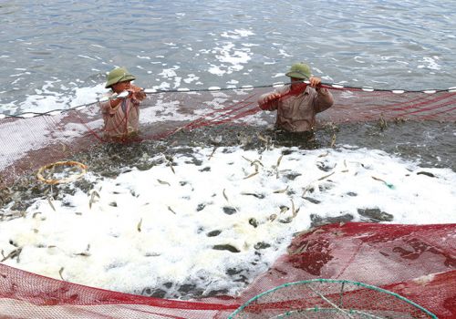 Ngành tôm: Vững vàng về đích