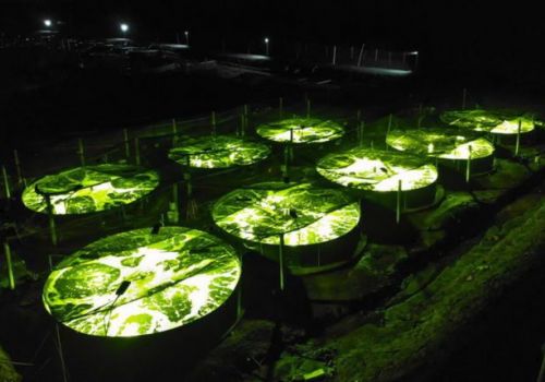 Chiếu sáng công nghệ cao giúp tăng 47% năng suất tôm nuôi