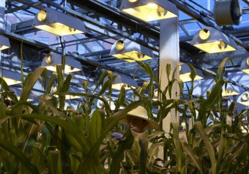 Trung Quốc sắp mở cửa thị trường ngô biến đổi gen trị giá 120 tỷ USD?