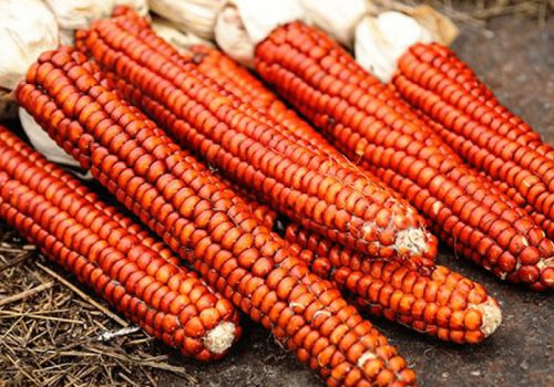 Khẩu phần ăn chứa ngô vàng giảm bệnh FPD