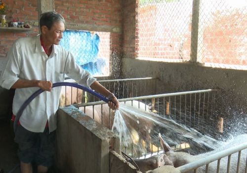 Làm giàu từ trang trại chăn nuôi tổng hợp