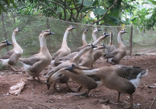 Tăng thu nhập nhờ nuôi ngỗng sư tử