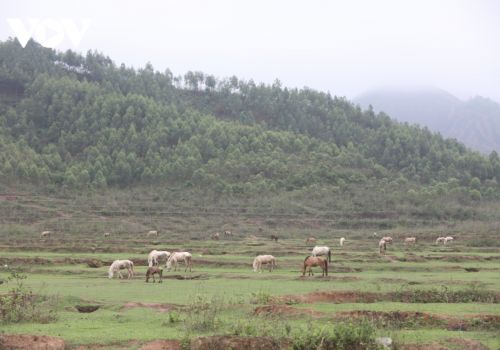 Nuôi ngựa bạch ở Lục Ngạn, nhiều gia đình đổi thay cuộc sống