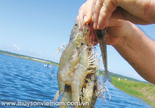 Sodium butyrate – nguồn dinh dưỡng nuôi tôm bền vững