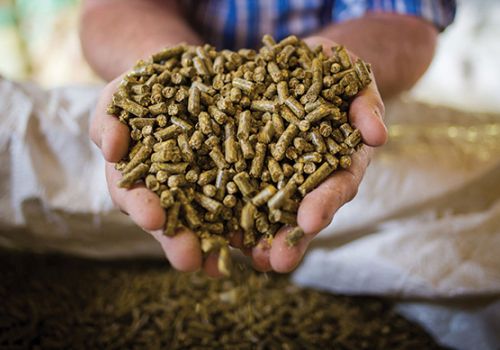 Chăn nuôi toàn cầu năm 2022: Khó khăn vẫn bủa vây