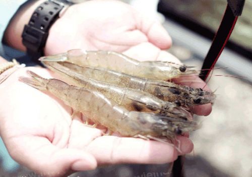 Nguyên liệu thay thế trong thức ăn tôm