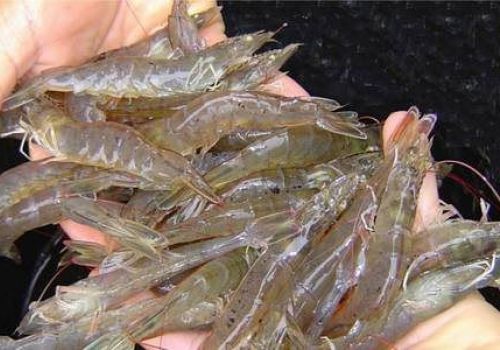 Bạc Liêu: Tôm nguyên liệu bắt đầu tăng nhẹ ở các huyện thực hiện Chỉ thị 15