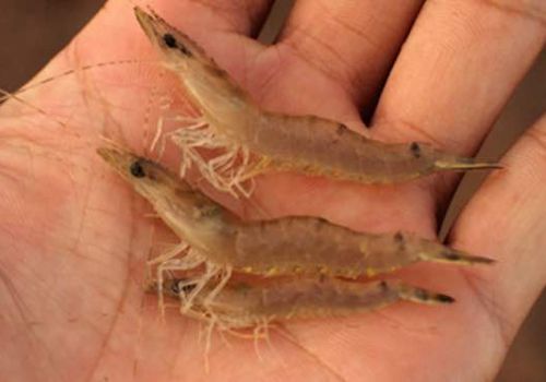 Khắc phục hiện tượng tôm chậm lớn