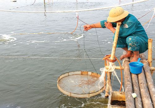 Nguyên tắc trong phòng ngừa dịch bệnh trên tôm nuôi.