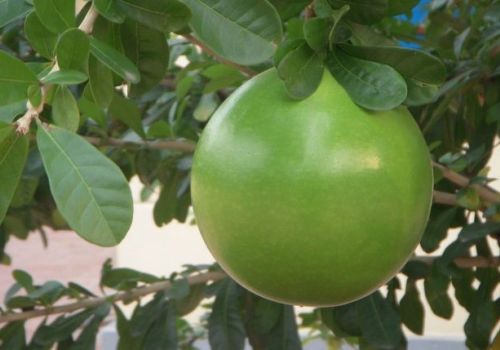 Bột quả đào tiên: Tăng phản ứng miễn dịch ở tôm thẻ chân trắng