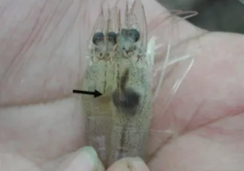 Chống lại EMS/ AHPNH: Phương pháp nuôi không dùng thuốc