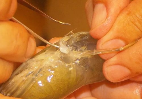 Giải pháp di truyền đối phó với virus đốm trắng trên tôm