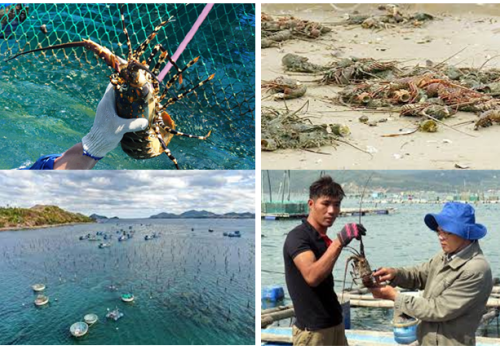 Cái khó cho nghề nuôi tôm hùm ở duyên hải Nam Trung Bộ