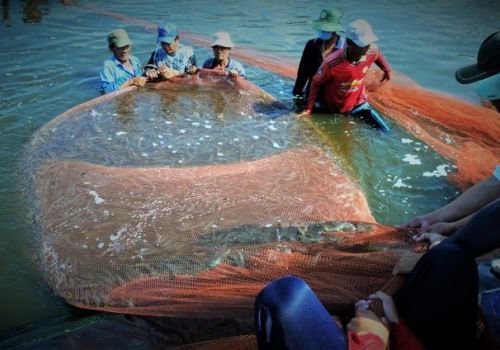 Cà Mau: Phát triển phong trào nuôi tôm đạt chuẩn thị trường xuất khẩu