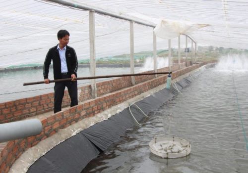 Cấp mã số cơ sở nuôi tôm: Cần đẩy nhanh hơn nữa để tạo đà tăng tốc