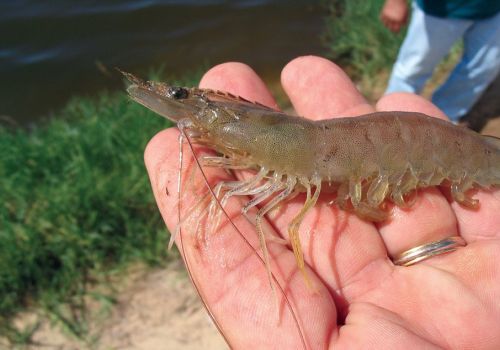 Vì sao không thể chủng ngừa cho tôm?