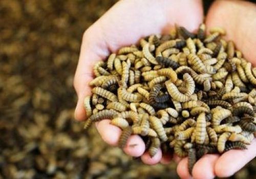 Bột ruồi lính đen có giá trị cao trong khẩu phần ăn của tôm