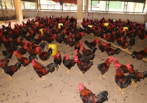 Tình hình dịch bệnh trên gia súc, gia cầm được giám sát chặt chẽ 31/05/2021