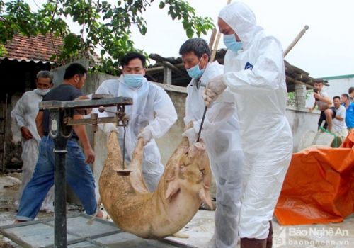 Cà Mau: Khẩn trương khống chế bệnh Dịch tả châu Phi