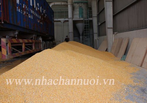 Hà Nội: Ngành chăn nuôi trước tác động của dịch Covid-19