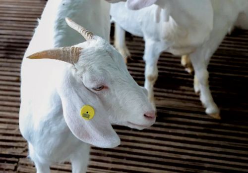 Vert City đột phá công nghệ nhận dạng khuôn mặt dê