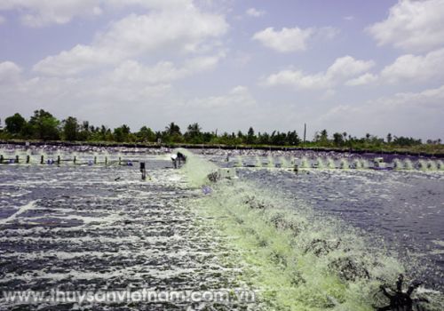 Để nuôi tôm lót bạt hiệu quả