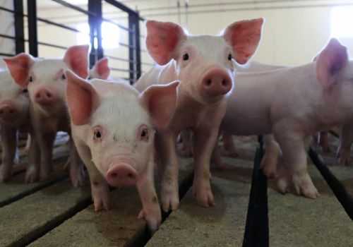 Công nghệ chỉnh sửa gen có thể ngăn ngừa cúm lợn