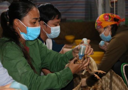 Phòng cúm cho đàn gia cầm để phục vụ nhu cầu dịp tết Nguyên đán