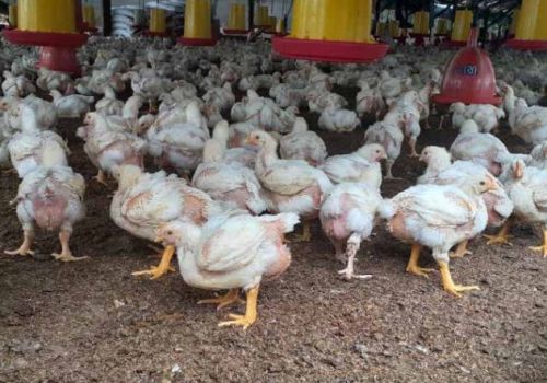 Nâng cao việc sử dụng chất tạo màu trong chăn nuôi gia cầm