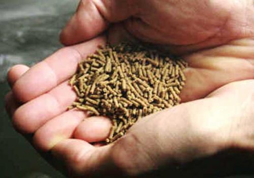 Nhu cầu vitamin trên tôm