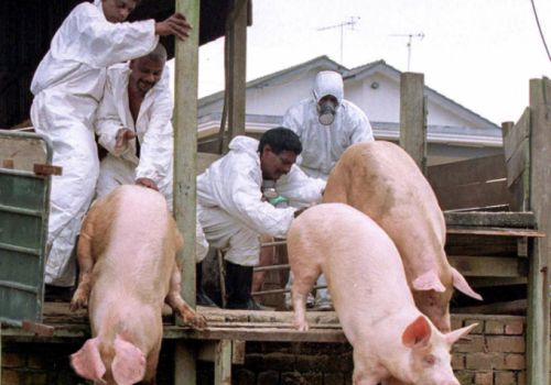 Hiểu đúng về bệnh Nipah ở lợn