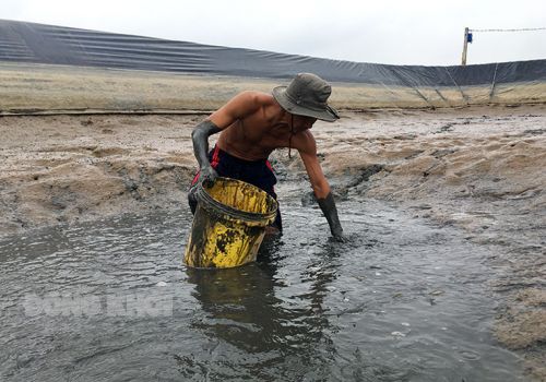 Bến Tre: Bình Đại chuẩn bị vụ nuôi tôm mới