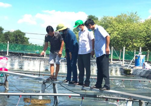 Nông dân Sài thành ùn ùn đi học xuất khẩu tôm trực tuyến