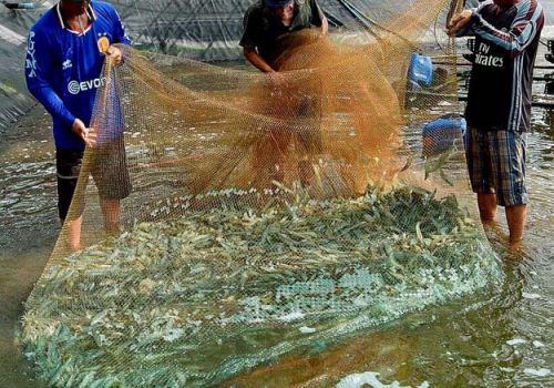 Giá tôm sú giảm, chi phí ‘ăn mòn’ lợi nhuận của người nuôi