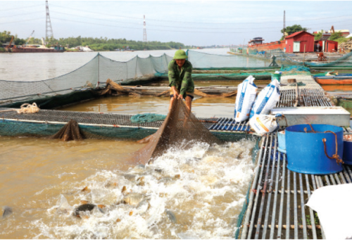 Khai phá tiềm năng nuôi cá lồng trên sông 