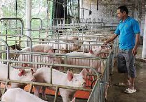 7 YẾU TỐ QUAN TRỌNG TRONG NUÔI LỢN THỊT