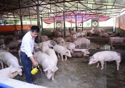 Biện pháp giảm mùi hôi trong chăn nuôi