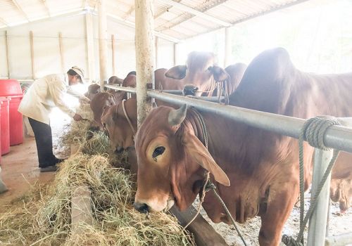 Quảng Trị: Chất lượng đàn bò ngày càng được nâng cao