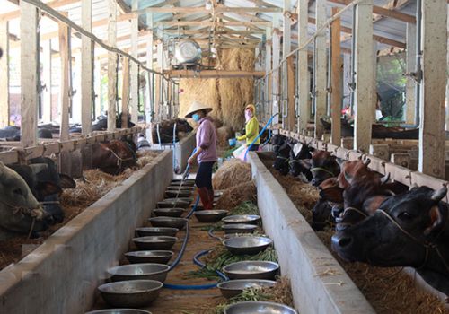 Bình Định: Chuyển giao kỹ thuật nuôi thâm canh bò thịt kết hợp trồng cỏ