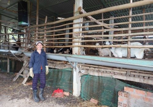 Phú Yên: Lan tỏa mô hình chăn nuôi dê thâm canh bằng đệm lót sinh học