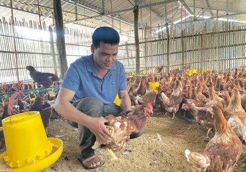 Chăn nuôi gà an toàn sinh học ở xứ Lạng