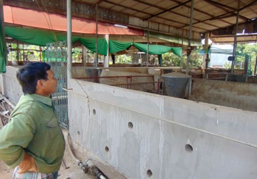 Lỗ, bỏ chuồng vì giá thức ăn chăn nuôi tăng liên tục