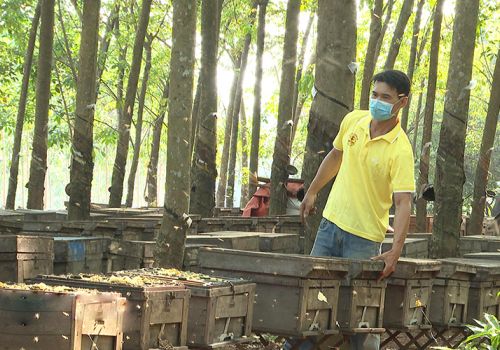 Để nuôi ong lấy mật phát triển xứng tầm