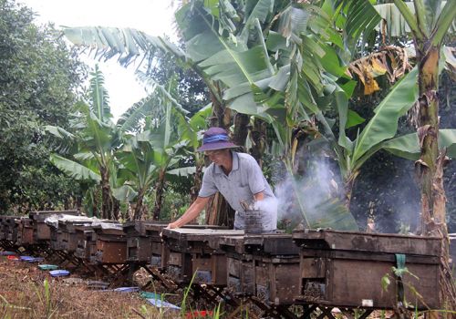 Lao đao ngành ong mật